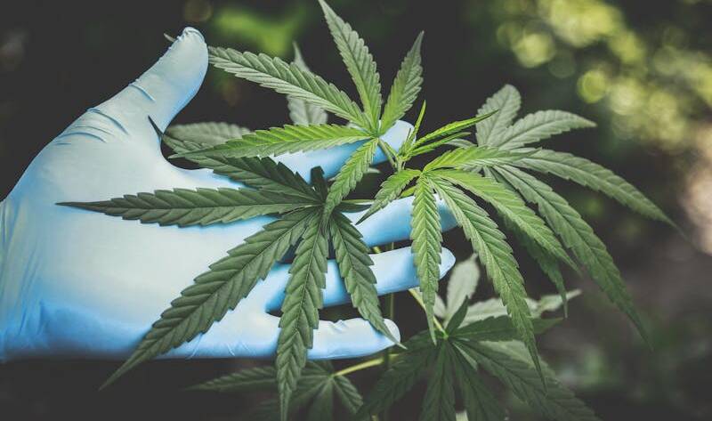 COSUMO DE CANABIS EN EL EMBARAZO